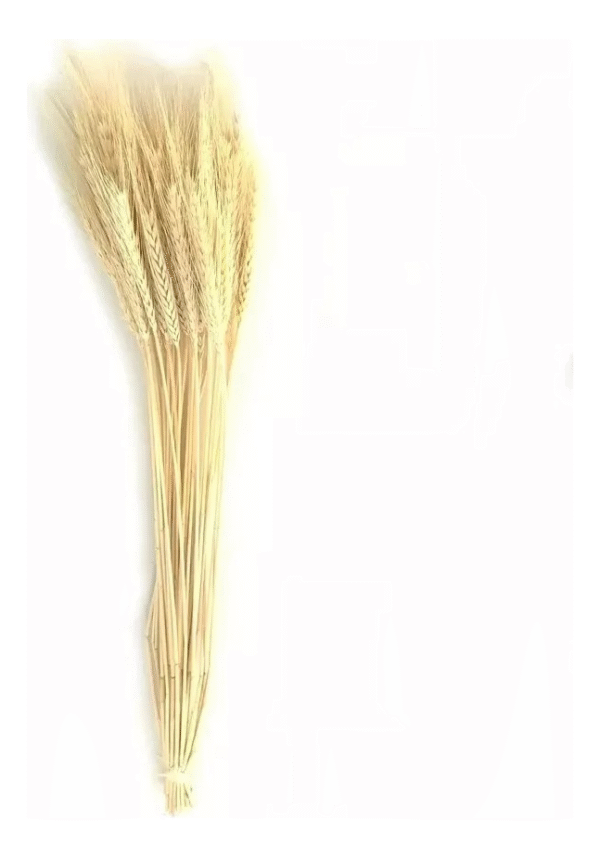 40 Hastes Trigo Seco Para Decoração Convites Arranjos - Imagem 5