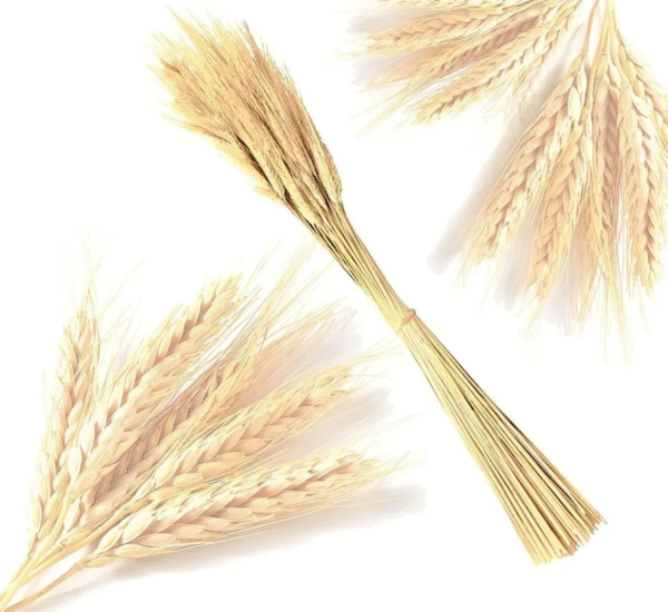 40 Hastes Trigo Seco Para Decoração Convites Arranjos