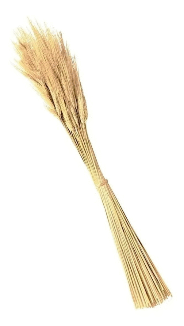 40 Hastes Trigo Seco Para Decoração Convites Arranjos - Imagem 3