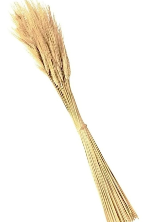 trigo-seco4-1.png
